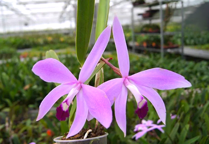 Laelia perrinii