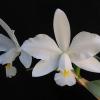 Cattleya violacea alba