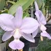 Cattleya walkeriana coerulea