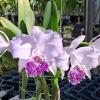 Cattleya lueddemaniana coerulea x tipo flamea