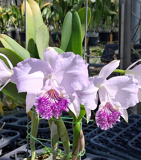 Cattleya lueddemaniana coerulea x tipo flamea