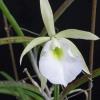 Brassavola gardneri