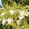 Brassavola subulifolia