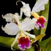 Cattleya rex x SELF