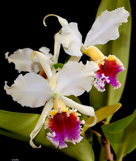 Cattleya rex x SELF