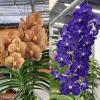 Vanda hybrid (комплект з трьох рослин)