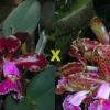 Cattleya schilleriana 'Ibiracu' x Cattleya schilleriana 'Daniel Endringer'