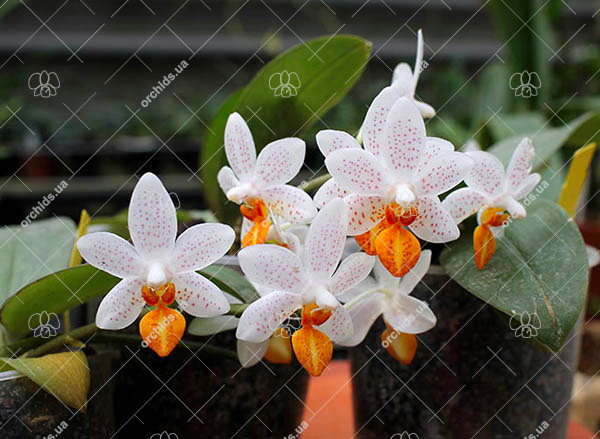 Phalaenopsis Mini Mark 'Maria Teresa'