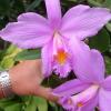 Laelia jongheana