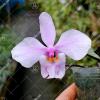 Phalaenopsis schilleriana 4N