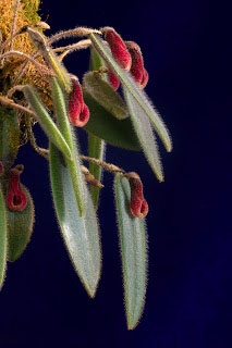 Dresslerella caesariata