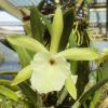 Brassavola glauca x SELF