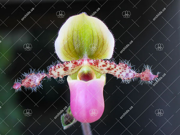 Paphiopedilum glaucophyllum