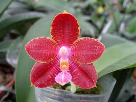 Phalaenopsis (Auspice Neihun-lueddemanniana) x Phalaenopsis Kung's Red Cherry