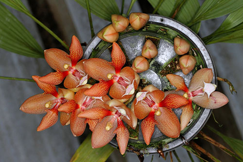 Фото орхидеи Houlletia tigrina. Некрупная эпифитная орхидея теплого содержания.