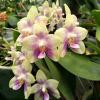 Phalaenopsis Chienlung Violet Canary
