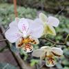 Phalaenopsis stuartiana punctatissima