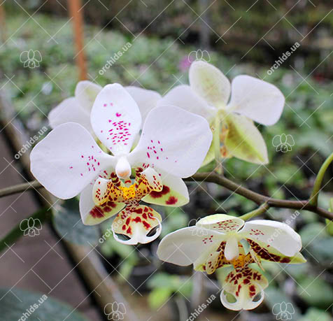 Phalaenopsis stuartiana punctatissima