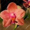 Phalaenopsis Yaphon Sir x Mituo Sun