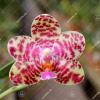 Phalaenopsis Joy spring Tina 'Tina'
