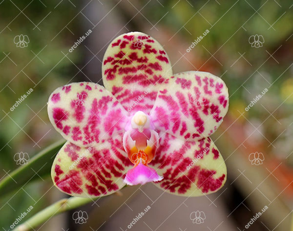 Phalaenopsis Joy spring Tina 'Tina'