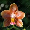 Phalaenopsis Ho's Green Marble '#1' x Chang Maw Evergreen 'U-Bix'