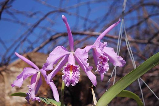 Cattleya maxima upland