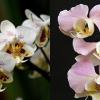 Phalaenopsis x amphitrite (stuartiana x sanderiana)