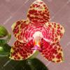 Phalaenopsis gigantea x Chang Yi 'Green Giant'