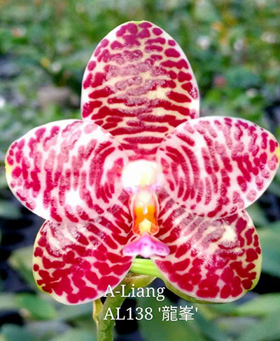 Phalaenopsis gigantea x Mituo Venosa