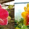 Phalaenopsis Ld's Bear King 'YK-14' x Mituo Sun 'Mituo #1'