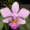 Phalaenopsis schilleriana x lindenii