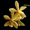 Phalaenopsis stuartiana puntatissima x mannii Dark