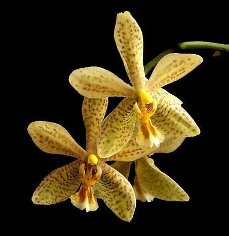 Phalaenopsis stuartiana puntatissima x mannii Dark
