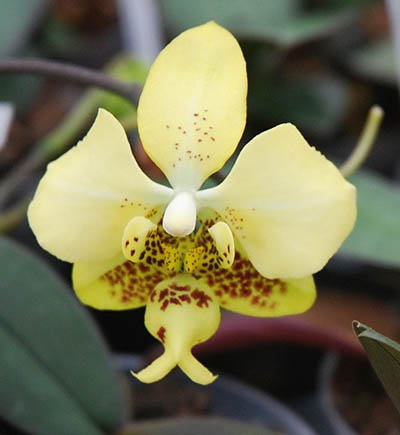 Phalaenopsis stuartiana x nobilis
