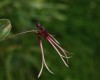 Bulbophyllum delitenscens