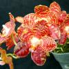 Phalaenopsis Giant Passion (Hannover Passion x gigantea)