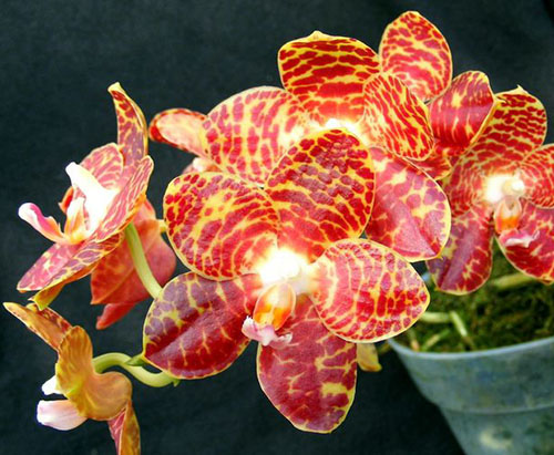 Phalaenopsis Giant Passion (Hannover Passion x gigantea)