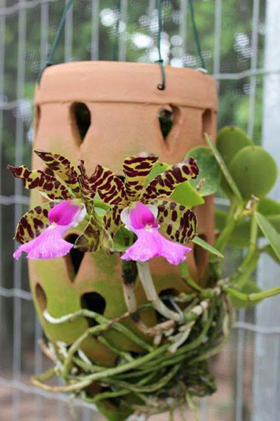 Вазон для орхидей керамический ампельный с подвесом, диаметр 8 см, высота 16 см
