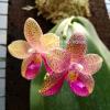 Phalaenopsis Mok Choi Yew 'Joy'