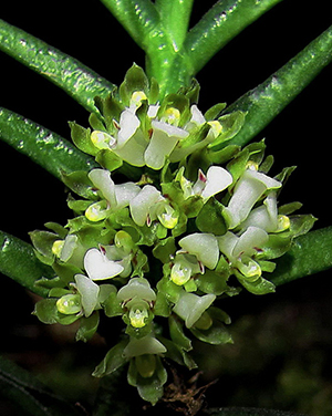 Omoea philippinensis