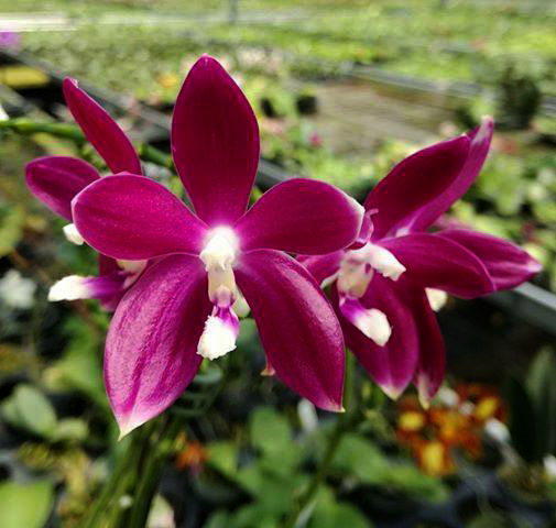 Phalaenopsis tetraspis 'Purple'
