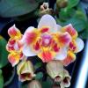 Phalaenopsis Be Glad peloric