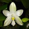 Phalaenopsis (bellina alba x pulchra alba) 'Joseph Wu'