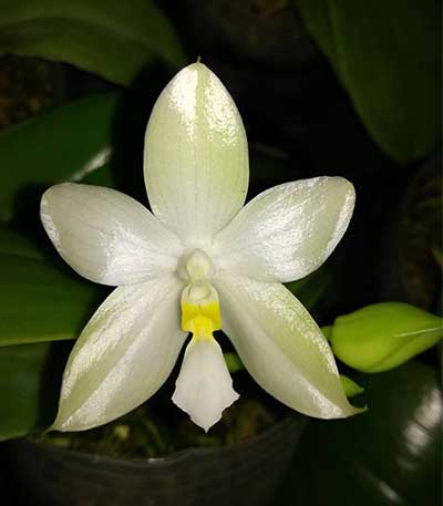 Phalaenopsis (bellina alba x pulchra alba) 'Joseph Wu'