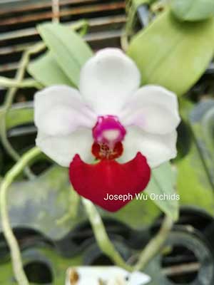 Phalaenopsis Anna-Larati Soekardi (Joseph Wu)