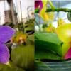 Phalaenopsis violacea indigo x LD Double Dragon 'Mituo #1'
