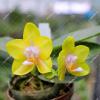 Phalaenopsis (Mituo Golden x Sogo Nihou) x Mituo Prince