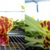 Phalaenopsis Magnificent Mibs 'Mituo #3' x Corona 'M-1'
