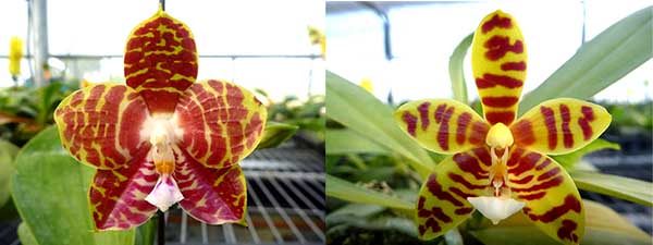 Phalaenopsis Magnificent Mibs 'Mituo #3' x Corona 'M-1'